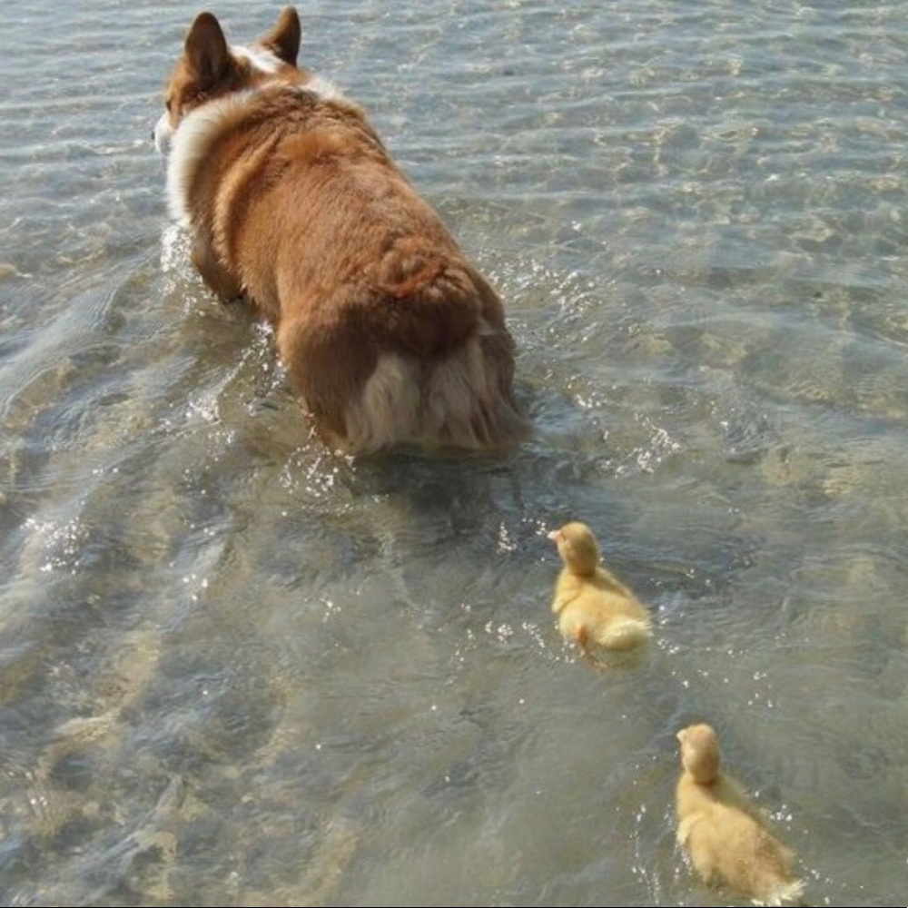 FOLLOW GAME 🦆🌈♥️